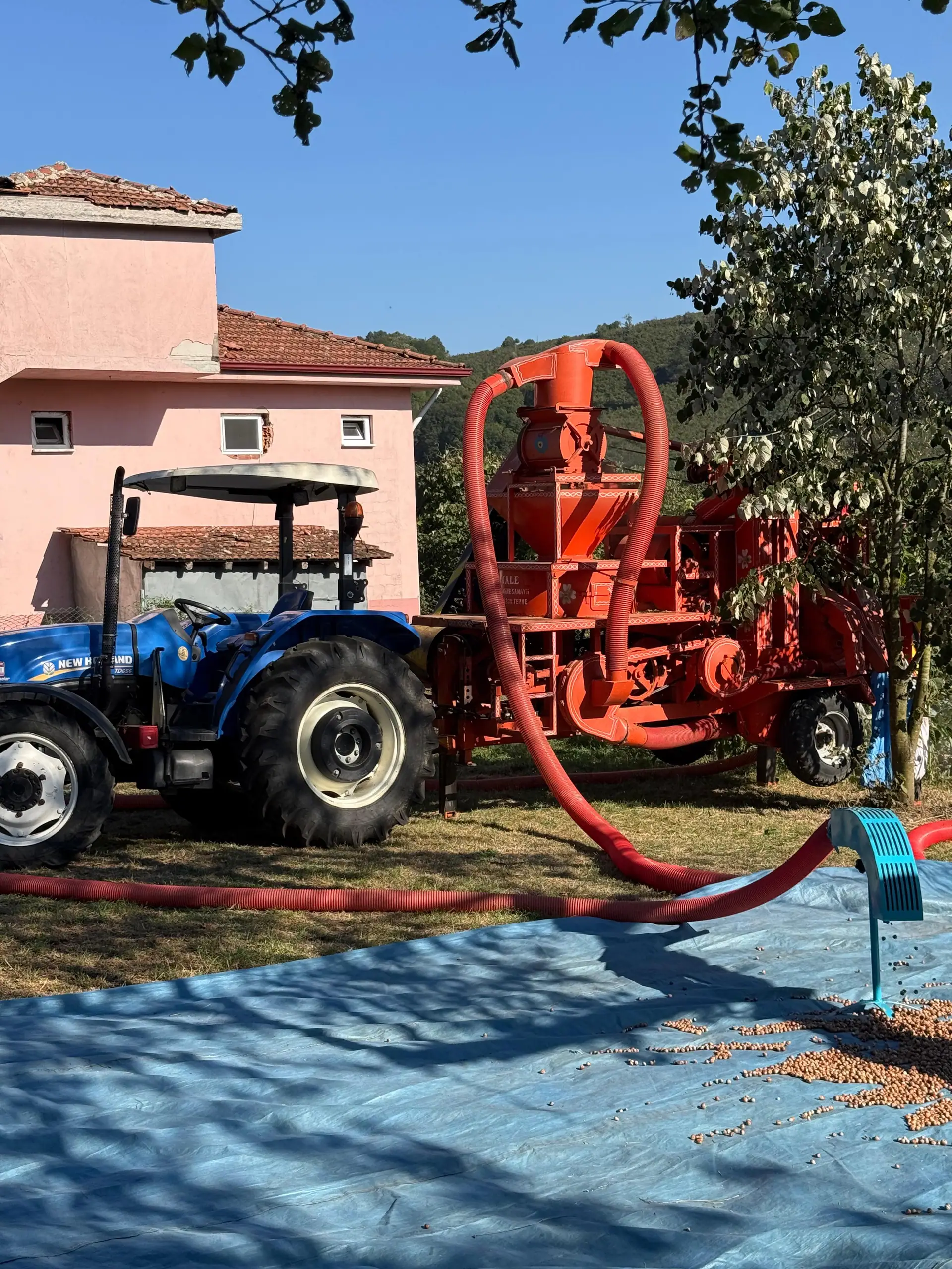 New Holland traktöre bağlı patozla yürütülen fındık harmanı ve serimi